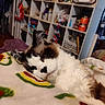 Patches joined the competition — help win amazing prizes! cat, fluffy, resting, blanket, indoor, furniture, shelf, household_items, cozy, relaxed, pet, mammal, fur, sleepy, closeup, domestic_animal, whiskers, cute, face, lying_down