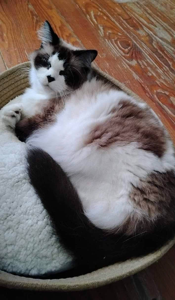 Patches