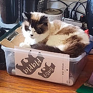 Patches is registered to the contest to win money with this photo: cat, fluffy, container, plastic_box, wooden_floor, indoor, pet, fur, brown, white, resting, household_items, cords, power_strip, can, clipboard, sitting, domestic, relaxed, feline