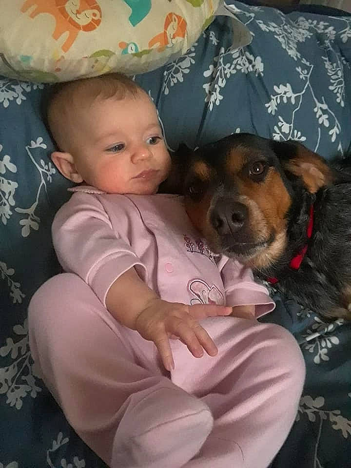 Adalee joined the competition — help win amazing prizes! canidae, carnivore, child, companion_dog, dog, dog_breed, person, puppy_love, rat_terrier, toddler