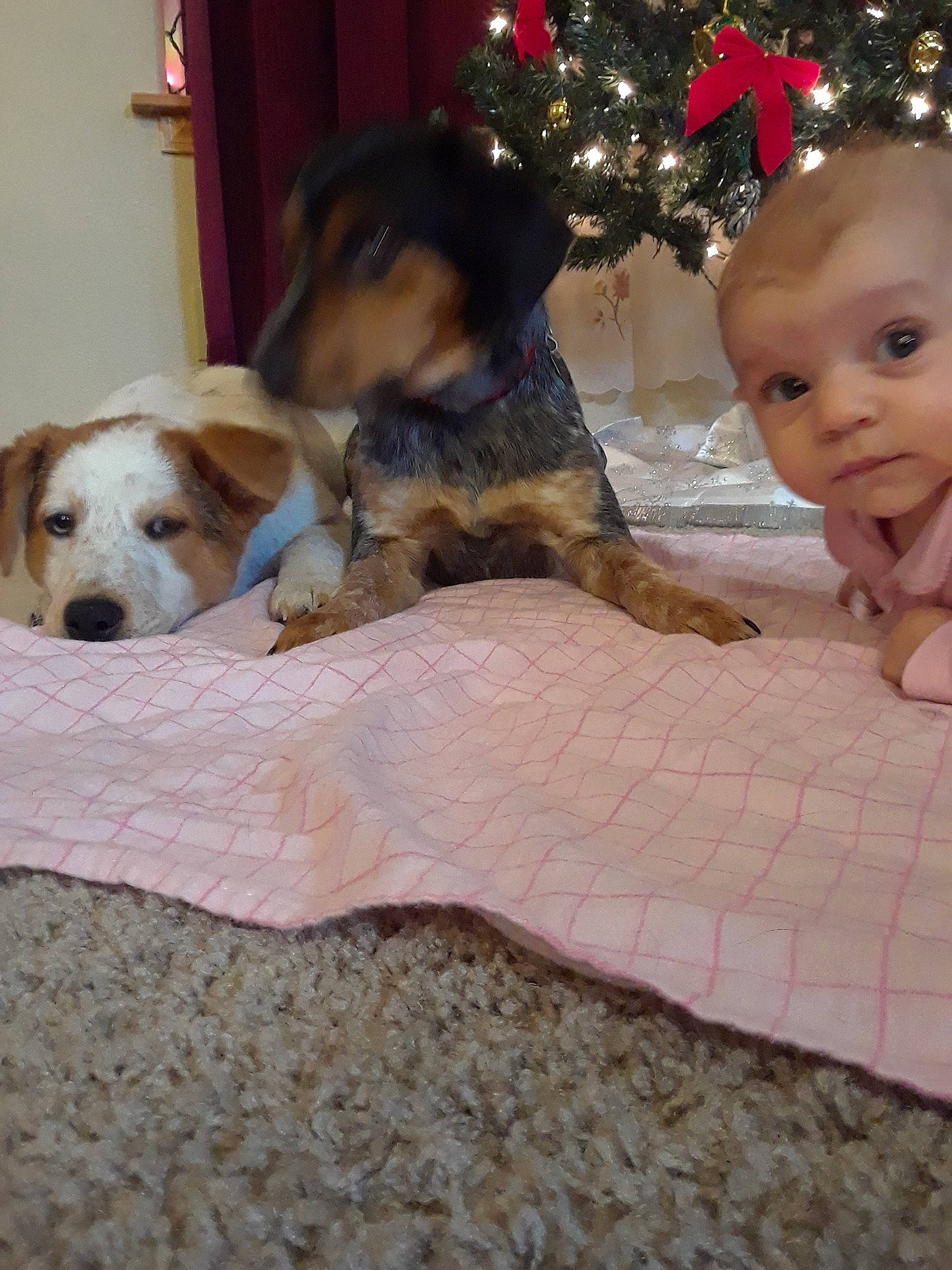 Adalee joined the competition — help win amazing prizes! canidae, carnivore, child, christmas, christmas_eve, companion_dog, dog, dog_breed, fox_terrier, mammal, person, pocket_beagle, puppy, puppy_love, russell_terrier