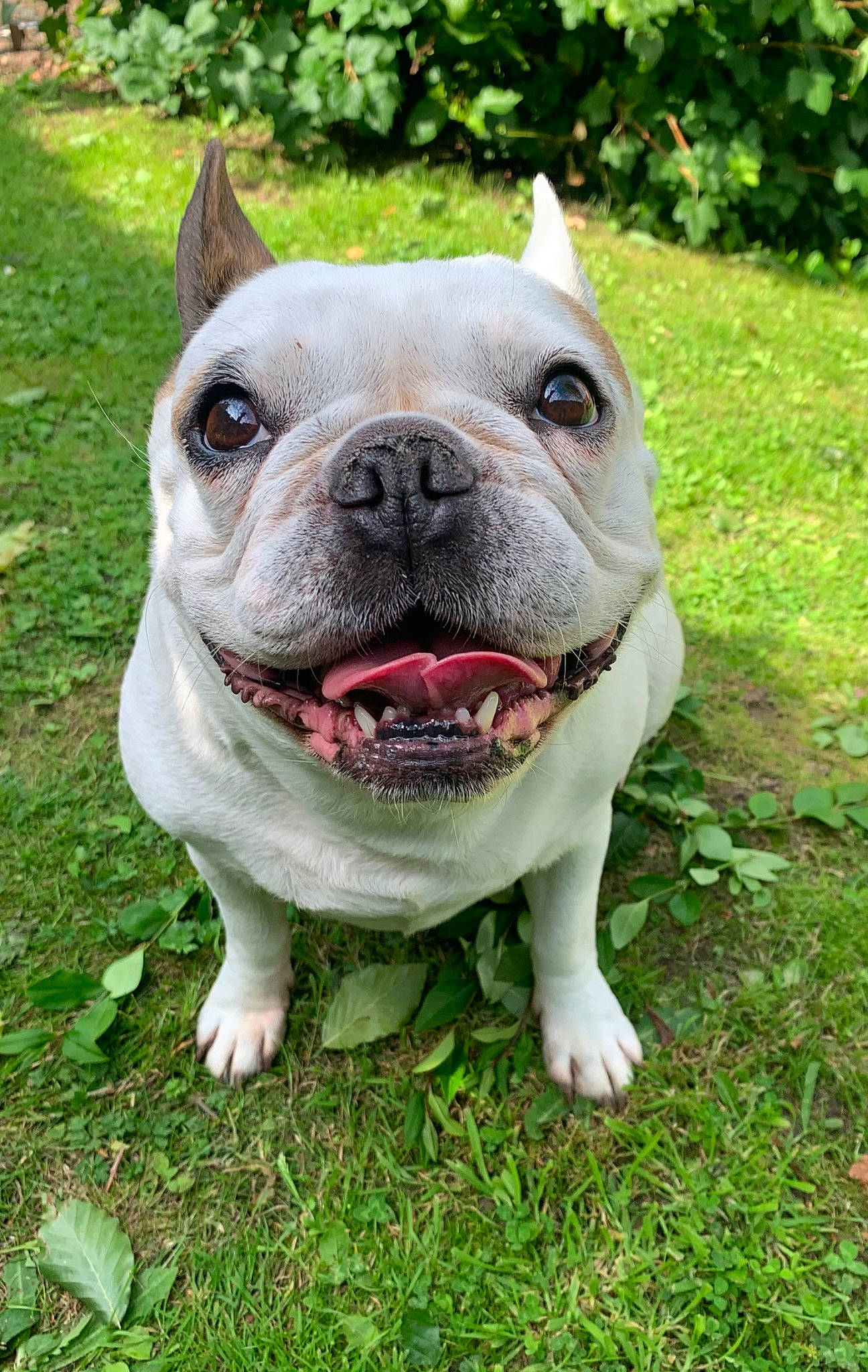 Jessy participe au concours pour gagner de l'argent avec cette photo : bulldog, canidae, carnivore, companion_dog, dog, dog_breed, fawn, grass, groundcover, molosser, non_sporting_group, plant, puppy, snout, sporting_group, terrestrial_animal, toy, toy_dog, whiskers, working_animal