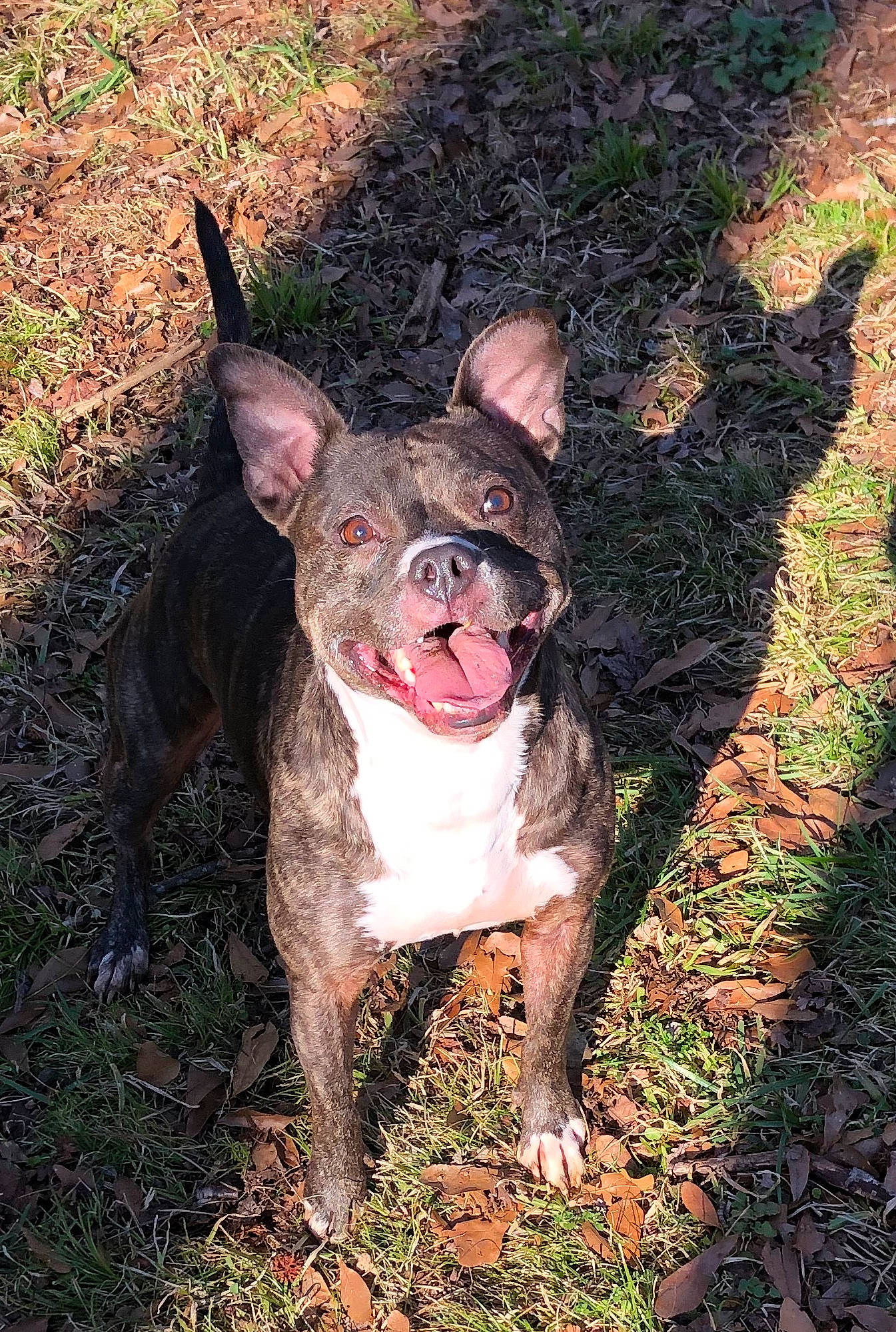 Roosevelt is registered to the contest to win money with this photo: boston_terrier, canidae, carmine, carnivore, companion_dog, dog, dog_breed, fawn, grass, groundcover, liver, non_sporting_group, plant, snout, soil, sporting_group, terrestrial_animal, toy_dog, whiskers, working_animal