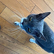 Diego participe au concours pour gagner de l'argent avec cette photo : cat, gray_cat, white_paws, whiskers, wooden_floor, curious, indoor, pet, animal, feline, looking_up, flooring, slippers, domestic_cat, close_up, cute, eye_contact, fur, ears, side_view