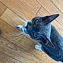 cat, gray_cat, white_paws, whiskers, wooden_floor, curious, indoor, pet, animal, feline, looking_up, flooring, slippers, domestic_cat, close_up, cute, eye_contact, fur, ears, side_view