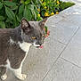 cat, gray_cat, white_cat, tongue_out, outdoor, plants, flowers, greenery, patio, sidewalk, tile_floor, whiskers, yellow_eyes, sunlight, nature, pet, domestic_animal, curious, playful, closeup