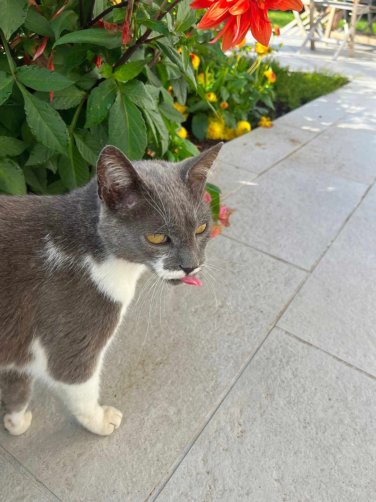 Diego