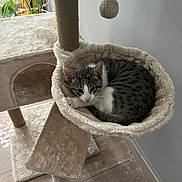 Cian a rejoint le concours — aidez-le/la à gagner de superbes lots ! cat, kitten, cat_tree, cat_hammock, plush, indoor, pet, animal, feline, resting, cozy, sleepy, floor, wooden_floor, toy, hanging_toy, plant, green_plant, wall, home