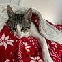 cat, tabby, blanket, paw, fur, cozy, red, white, pattern, snowflake, indoor, resting, cute, pet, animal, comfort, relaxed, warm, soft, feline