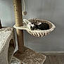 Cian a rejoint le concours — aidez-le/la à gagner de superbes lots ! cat, cat_tree, pet, indoor, furniture, plush, hammock, curious, relaxed, wood_floor, wall, playful, whiskers, ears, animal, resting, cozy, home, pet_accessory, sisal_rope