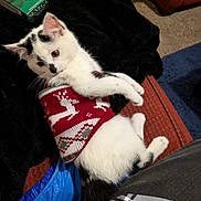 Dallas is registered to the contest to win money with this photo: kitten, cat, sweater, red, white, black, reindeer_pattern, plaid, blanket, couch, furniture, indoor, cozy, animal, pet, resting, young, soft, cute, holiday