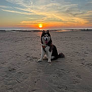 Veïka participe au concours pour gagner de l'argent avec cette photo : dog, husky, beach, sunset, sand, animal, outdoor, pet, sky, clouds, water, nature, sun, happy, sitting, canine, evening, landscape, leash, scenic