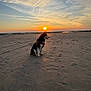 dog, husky, beach, sunset, sand, sky, clouds, sun, outdoor, animal, pet, nature, evening, silhouette, landscape, calm, peaceful, canine, sitting, horizon