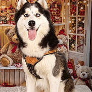 Veïka a rejoint le concours — aidez-le/la à gagner de superbes lots ! black_and_white_fur, blue_eyes, carpet, christmas, cute, decorations, dog, dog_harness, festive, gifts, holiday, husky, indoor, lights, pet, portrait, sitting, teddy_bears, tongue_out, window