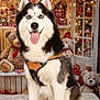 black_and_white_fur, blue_eyes, carpet, christmas, cute, decorations, dog, dog_harness, festive, gifts, holiday, husky, indoor, lights, pet, portrait, sitting, teddy_bears, tongue_out, window