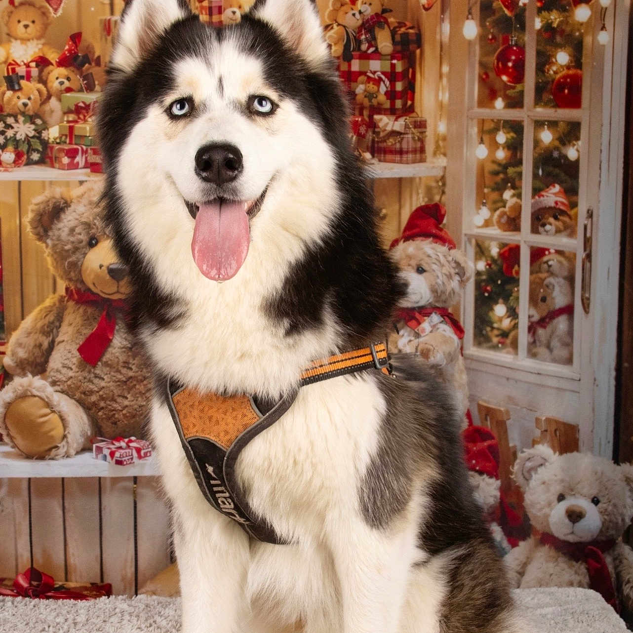Veïka a rejoint le concours — aidez-le/la à gagner de superbes lots ! black_and_white_fur, blue_eyes, carpet, christmas, cute, decorations, dog, dog_harness, festive, gifts, holiday, husky, indoor, lights, pet, portrait, sitting, teddy_bears, tongue_out, window