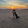 dog, husky, beach, sunset, sand, animal, outdoor, pet, sky, clouds, water, nature, sun, happy, sitting, canine, evening, landscape, leash, scenic