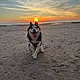 dog, husky, beach, sunset, sand, outdoor, animal, pet, happy, tongue_out, nature, sky, clouds, sun, canine, mammal, sitting, sunlight, evening, scenic