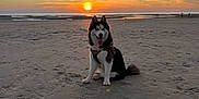 Veïka participe au concours pour gagner de l'argent avec cette photo : animal, beach, canine, clouds, dog, evening, happy, husky, landscape, leash, nature, outdoor, pet, sand, scenic, sitting, sky, sun, sunset, water