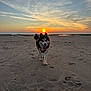 dog, husky, beach, sunset, sand, sky, clouds, outdoor, animal, pet, walking, tongue_out, nature, scenic, sun, landscape, evening, happy, canine, vacation