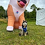 dog, husky, blue_bandana, grass, outdoor, inflatable, large_inflatable_dog, cloudy_sky, trees, greenery, leash, pet, animal, playful, cute, canine, nature, field, event, daytime