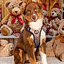 animal, background, brown_fur, carpet, christmas, cute, decorations, dog, festive, gift_box, harness, holiday, indoor, pet, playful, portrait, puppy, stuffed_animal, teddy_bear, white_fur