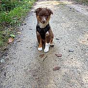 Aloha participe au concours pour gagner de l'argent avec cette photo : puppy, dog, brown_fur, white_paws, black_harness, dirt_path, forest, trees, leaves, people, walking, outdoor, nature, sunlight, pathway, canine, pet, young_dog, hiking, adventure