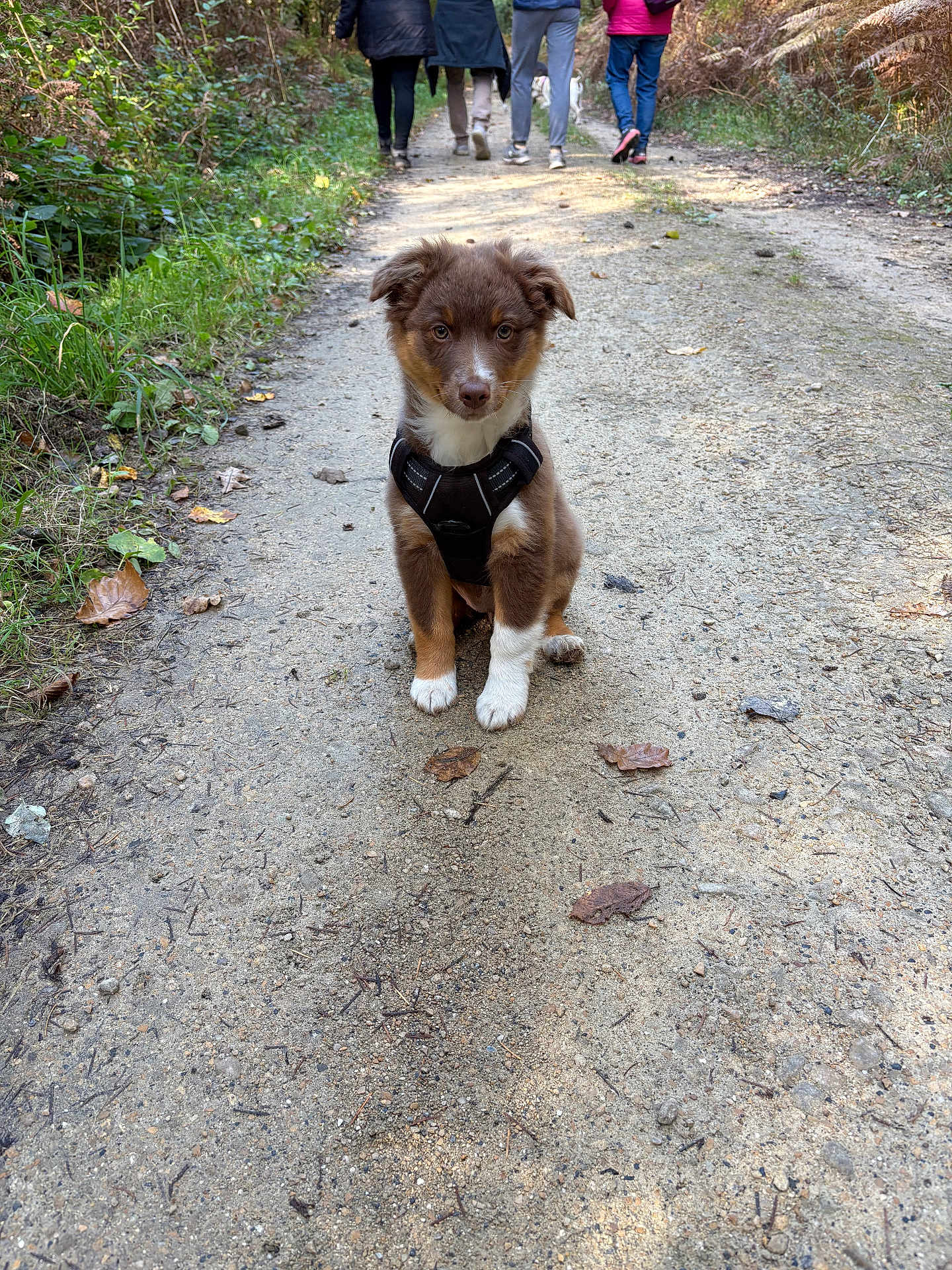 Aloha participe au concours pour gagner de l'argent avec cette photo : puppy, dog, brown_fur, white_paws, black_harness, dirt_path, forest, trees, leaves, people, walking, outdoor, nature, sunlight, pathway, canine, pet, young_dog, hiking, adventure