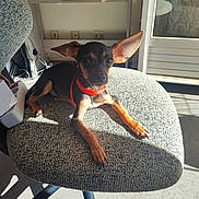 Blue a rejoint le concours — aidez-le/la à gagner de superbes lots ! dog, puppy, black_and_tan, small_breed, large_ears, pointed_ears, red_collar, sitting, lying_down, chair, indoor, sunlight, shadows, portrait, pet, animal, home, furniture, alert, cute