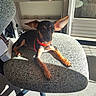 dog, puppy, black_and_tan, small_breed, large_ears, pointed_ears, red_collar, sitting, lying_down, chair, indoor, sunlight, shadows, portrait, pet, animal, home, furniture, alert, cute