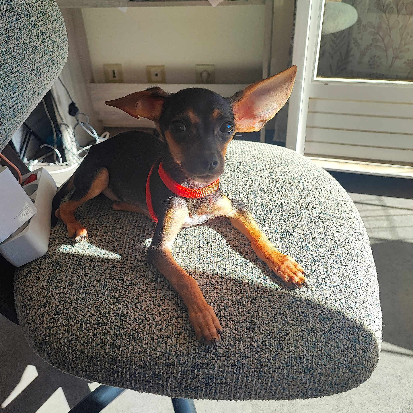 Blue a rejoint le concours — aidez-le/la à gagner de superbes lots ! dog, puppy, black_and_tan, small_breed, large_ears, pointed_ears, red_collar, sitting, lying_down, chair, indoor, sunlight, shadows, portrait, pet, animal, home, furniture, alert, cute
