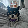 dog, puppy, small_dog, fluffy, black_and_white, long_hair, pointed_ears, brown_markings, purple_harness, pet, animal, sitting, portrait, indoors, bedroom, blanket, cozy, bed, home, cute