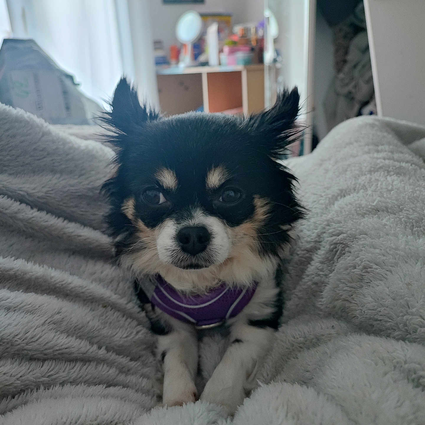 Naya a rejoint le concours — aidez-le/la à gagner de superbes lots ! dog, puppy, small_dog, fluffy, black_and_white, long_hair, pointed_ears, brown_markings, purple_harness, pet, animal, sitting, portrait, indoors, bedroom, blanket, cozy, bed, home, cute