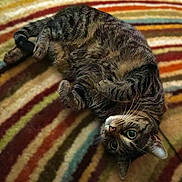 Lupe is registered to the contest to win money with this photo: cat, tabby_cat, pet, animal, feline, sleeping, lying_down, upside_down, green_eyes, whiskers, striped_fur, brown_fur, close_up, portrait, blanket, striped_blanket, indoors, cozy, relaxed, funny_pose