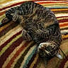 cat, tabby_cat, pet, animal, feline, sleeping, lying_down, upside_down, green_eyes, whiskers, striped_fur, brown_fur, close_up, portrait, blanket, striped_blanket, indoors, cozy, relaxed, funny_pose