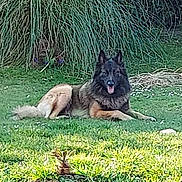 Oreo participe au concours pour gagner de l'argent avec cette photo : dog, grass, outdoor, animal, pet, canine, nature, relaxed, tongue_out, fur, lying_down, greenery, backyard, summer, sunlight, wild, mammal, domestic_animal, happy, natural