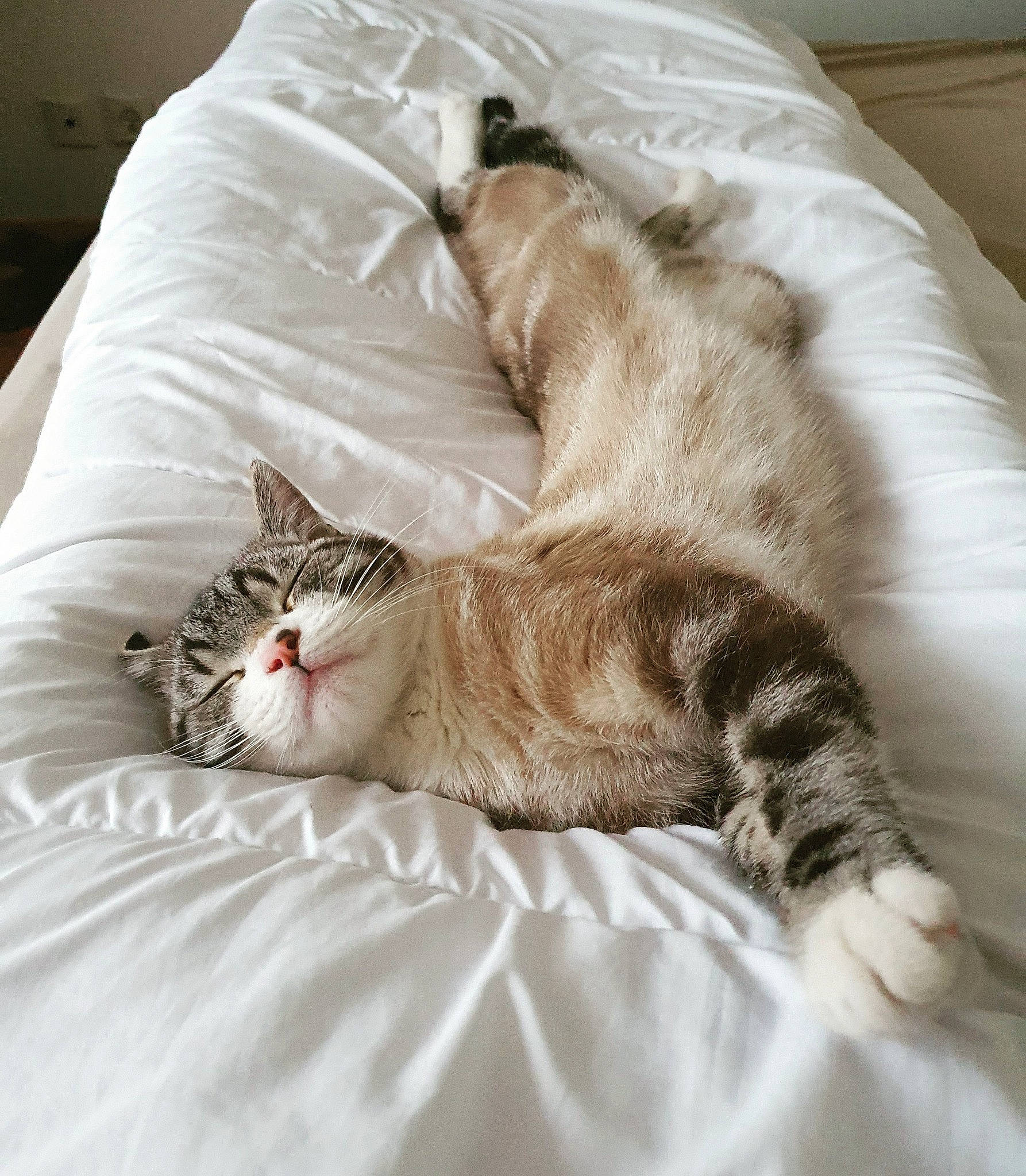 Khéops a rejoint le concours — aidez-le/la à gagner de superbes lots ! american_shorthair, asian, bed_sheet, carnivore, cat, comfort, domestic_short_haired_cat, european_shorthair, fawn, felidae, fur, furniture, nap, norwegian_forest_cat, sleep, small_to_medium_sized_cats, tabby_cat, tail, whiskers