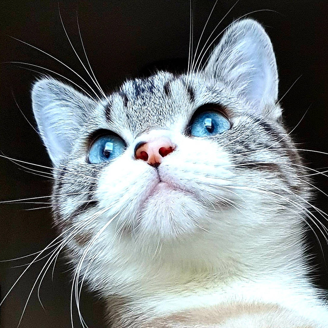 Khéops a rejoint le concours — aidez-le/la à gagner de superbes lots ! aegean_cat, american_shorthair, american_wirehair, asian, carnivore, cat, close_up, domestic_short_haired_cat, european_shorthair, eye, felidae, fur, kitten, mammal, nose, ojos_azules, small_to_medium_sized_cats, snout, vertebrate, whiskers