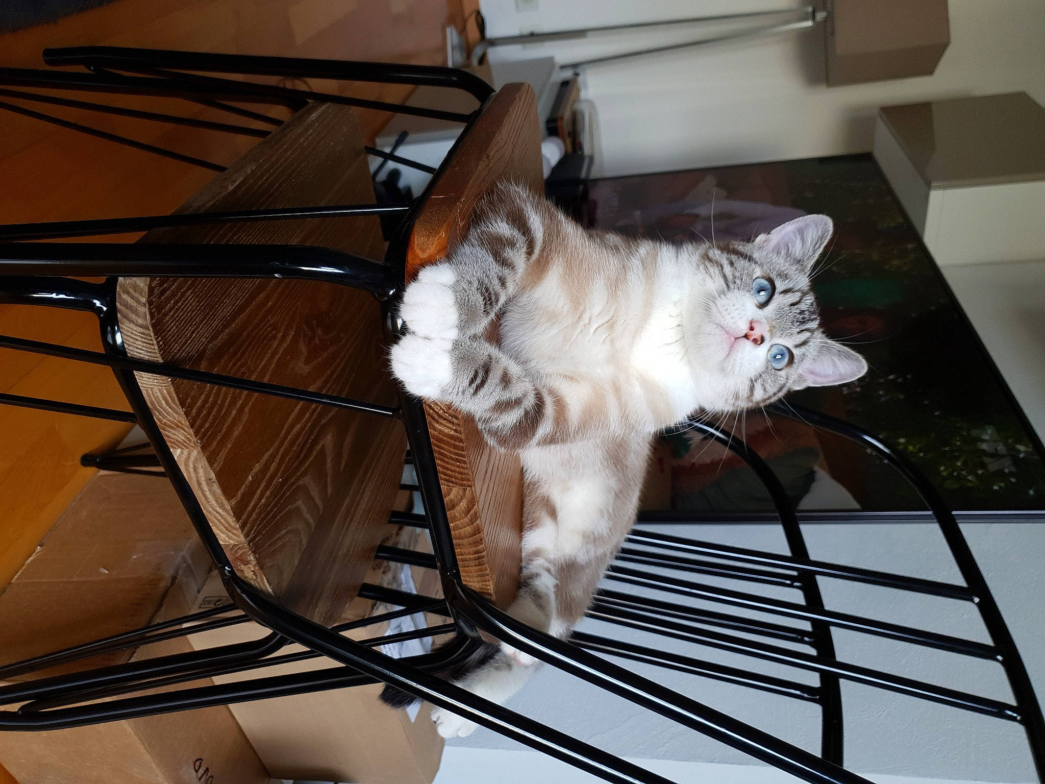 Khéops a rejoint le concours — aidez-le/la à gagner de superbes lots ! aegean_cat, american_curl, carnivore, cat, domestic_short_haired_cat, european_shorthair, felidae, norwegian_forest_cat, ragdoll, small_to_medium_sized_cats, turkish_angora, turkish_van, whiskers