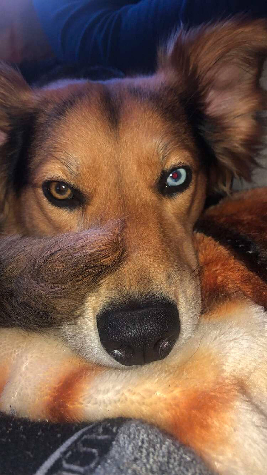 Hailey is registered to the contest to win money with this photo: ancient_dog_breeds, canidae, carnivore, companion_dog, dog, dog_breed, ear, fawn, fur, herding_dog, liver, nose, snout, sporting_group, terrestrial_animal, whiskers, wildlife, working_animal, working_dog