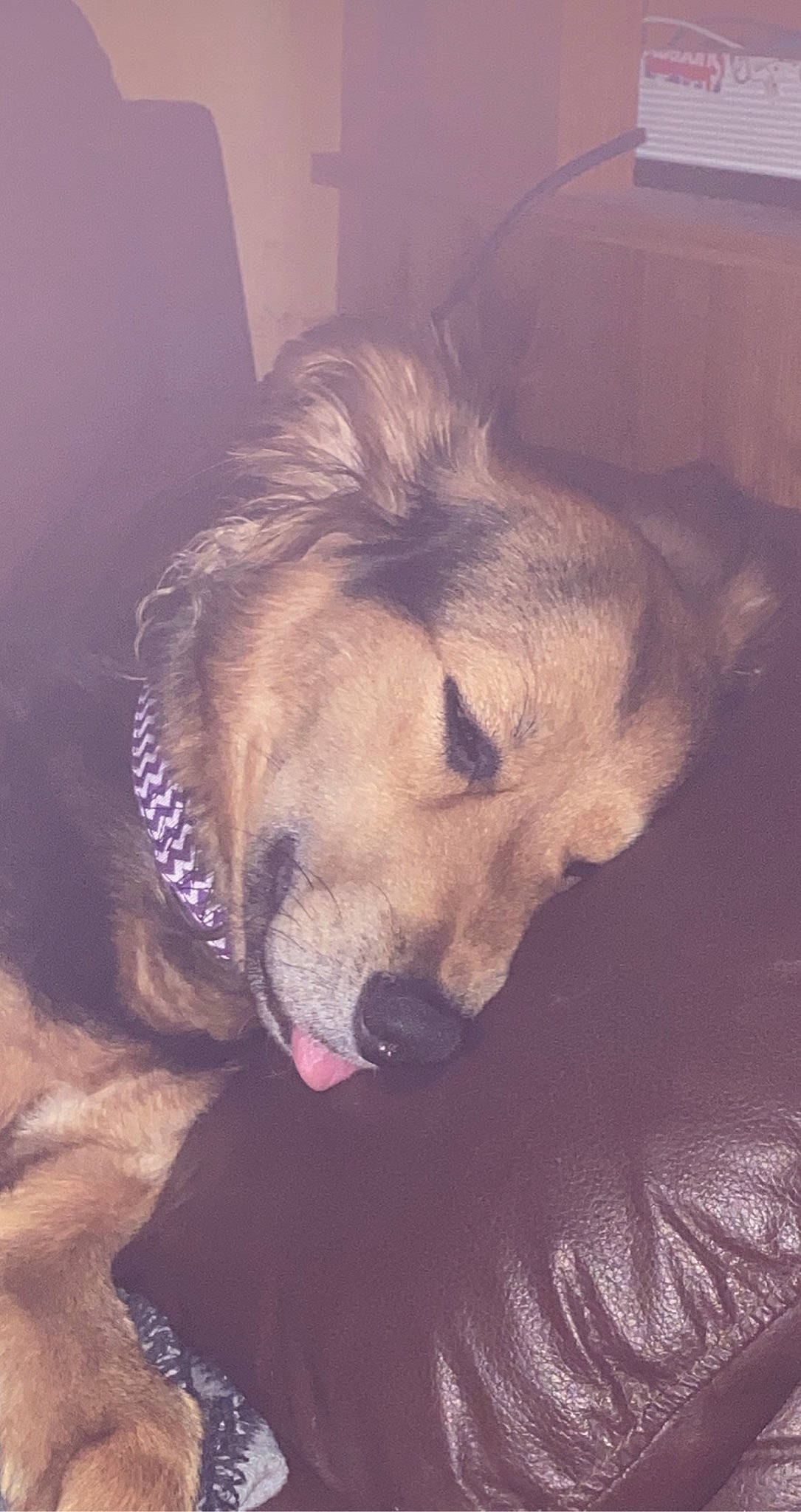 Hailey joined the competition — help win amazing prizes! canidae, carnivore, cloud, comfort, companion_dog, dog, dog_breed, ear, fawn, flooring, fur, nap, night, paw, sky, sleep, snout, sporting_group, square