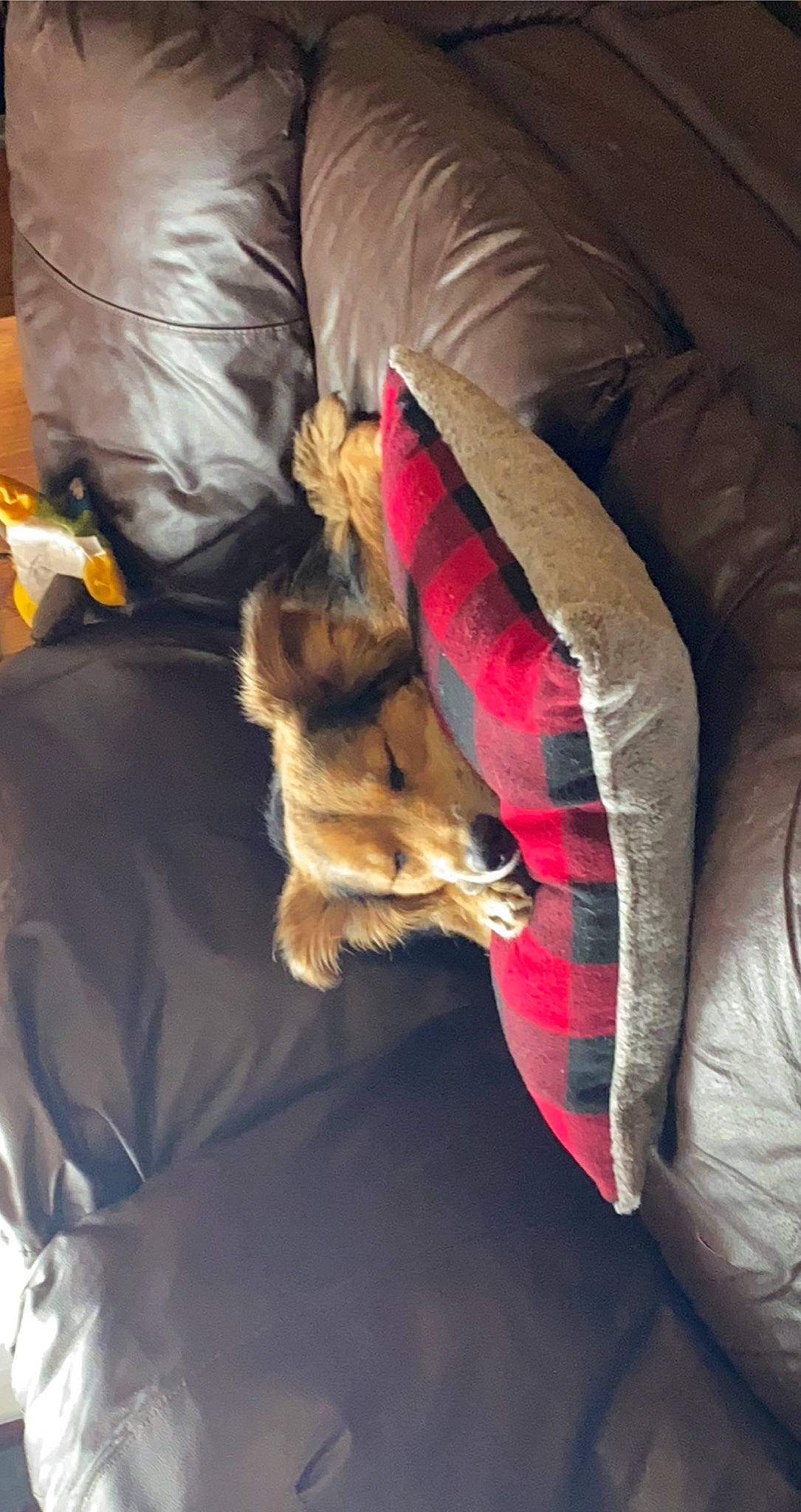 Hailey is registered to the contest to win money with this photo: canidae, carnivore, comfort, companion_dog, couch, dog, dog_breed, dog_supply, fawn, felidae, fur, human_leg, linens, nap, small_to_medium_sized_cats, sporting_group, tail, textile, tints_and_shades, whiskers