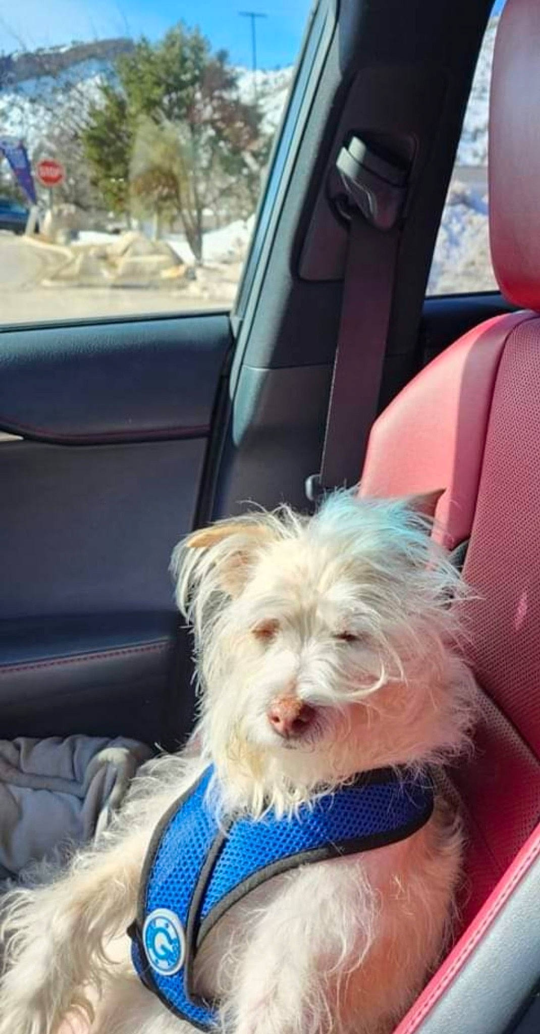 Kai joined the competition — help win amazing prizes! auto_part, automotive_exterior, car, car_seat, car_seat_cover, carnivore, collar, companion_dog, dog, dog_breed, dog_collar, dog_supply, family_car, head_restraint, small_terrier, toy_dog, vehicle, vehicle_door, windshield, working_animal