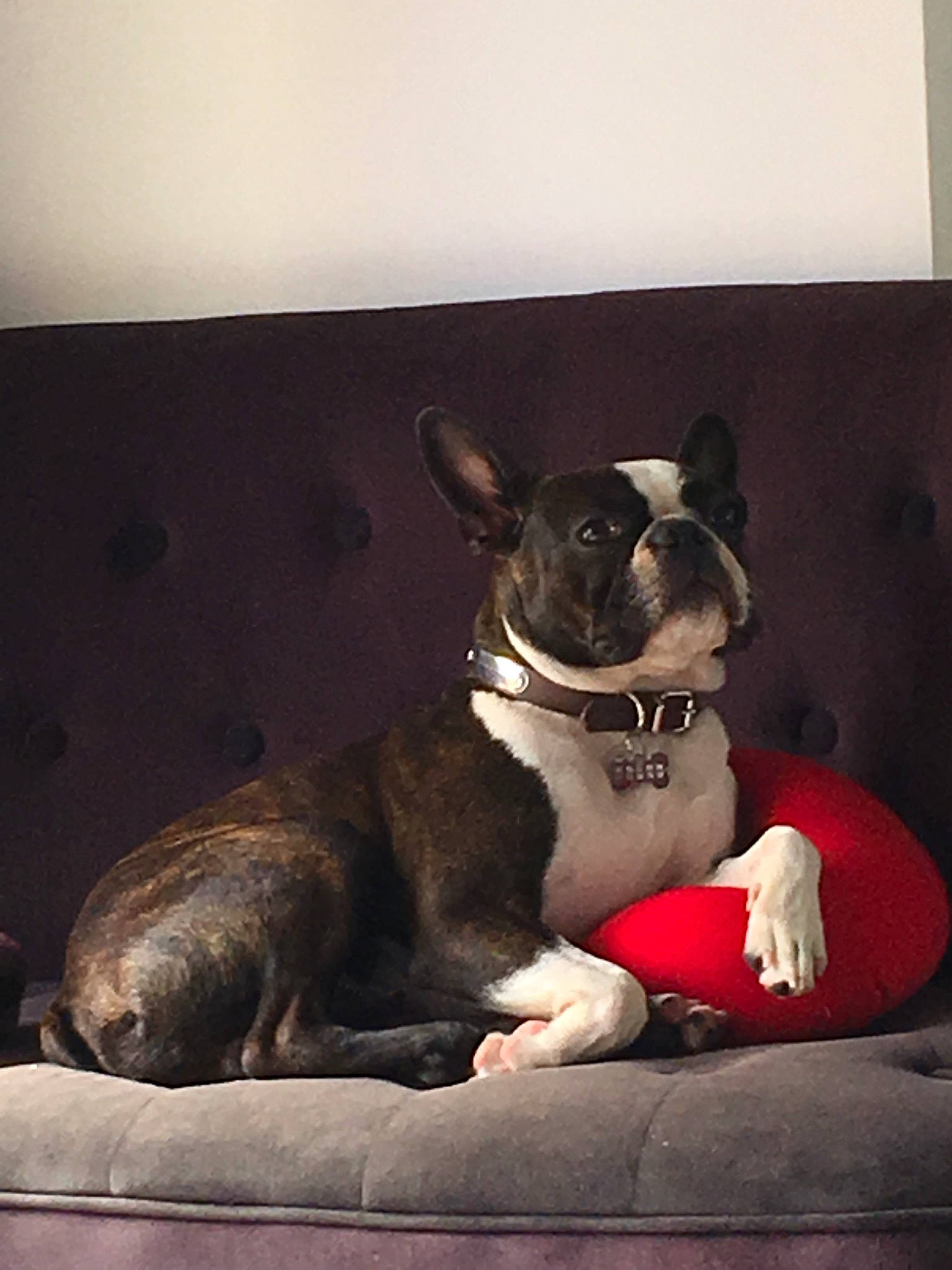 Gulli participe au concours pour gagner de l'argent avec cette photo : boston_terrier, canidae, carnivore, companion_dog, dog, dog_breed, ear, fawn, french_bulldog, mammal, non_sporting_group, puppy, snout, toy_bulldog, vertebrate