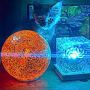 Calliope joined the competition — help win amazing prizes! ambient_light, blue, cat, cube, curious, decor, eyes, feline, glowing, indoor, kitten, lamp, light, mystical, night, orange, shadow, sphere, whiskers, wooden_surface