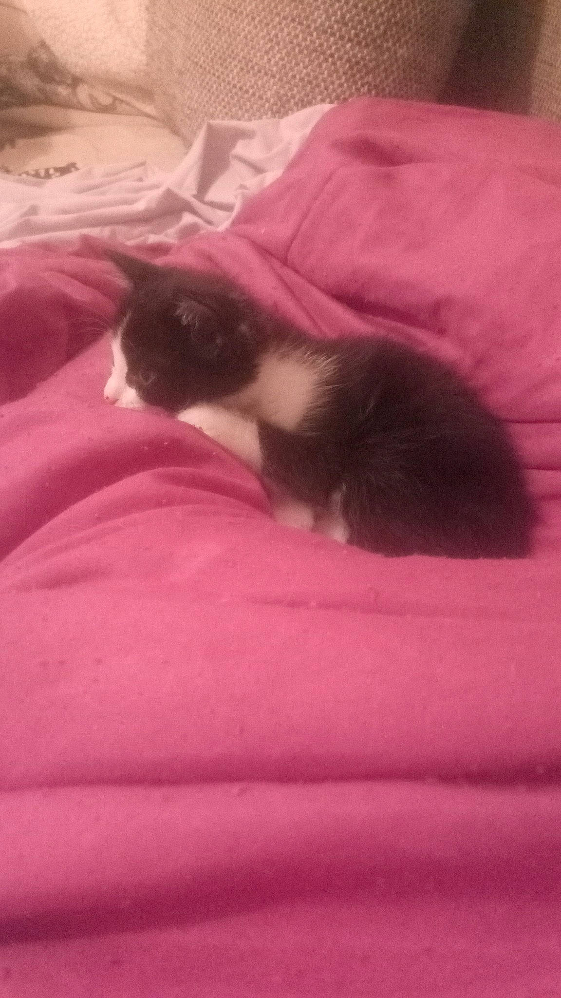 Looping a rejoint le concours — aidez-le/la à gagner de superbes lots ! canidae, carnivore, cat, comfort, felidae, fur, linens, magenta, nap, paw, pink, room, sleep, small_to_medium_sized_cats, tail, textile, tints_and_shades, whiskers