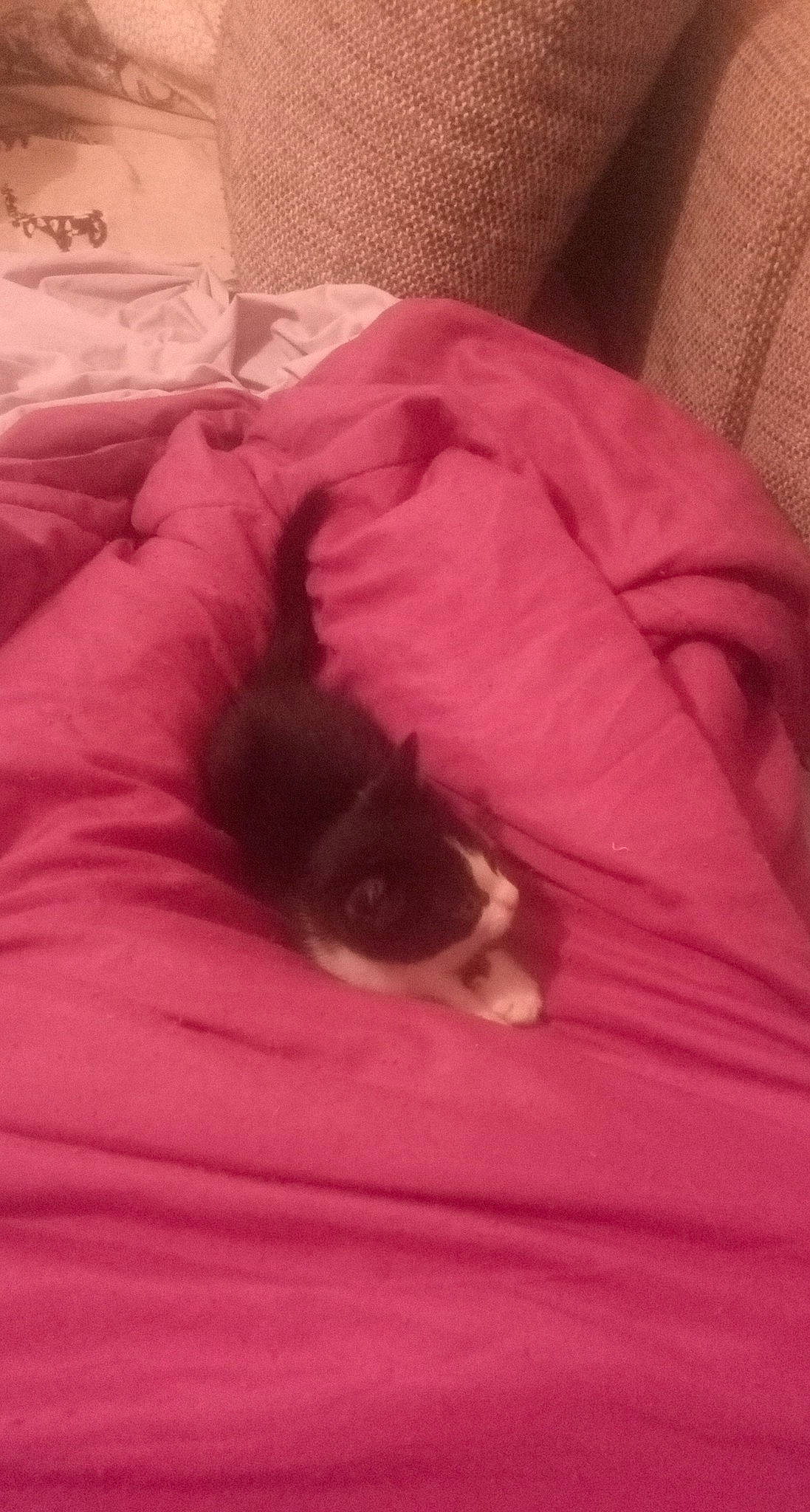 Looping a rejoint le concours — aidez-le/la à gagner de superbes lots ! bed, bedding, bedroom, carnivore, cat, comfort, companion_dog, dog_breed, fawn, felidae, fur, linens, magenta, pink, purple, sleeve, small_to_medium_sized_cats, sporting_group, vertebrate, whiskers