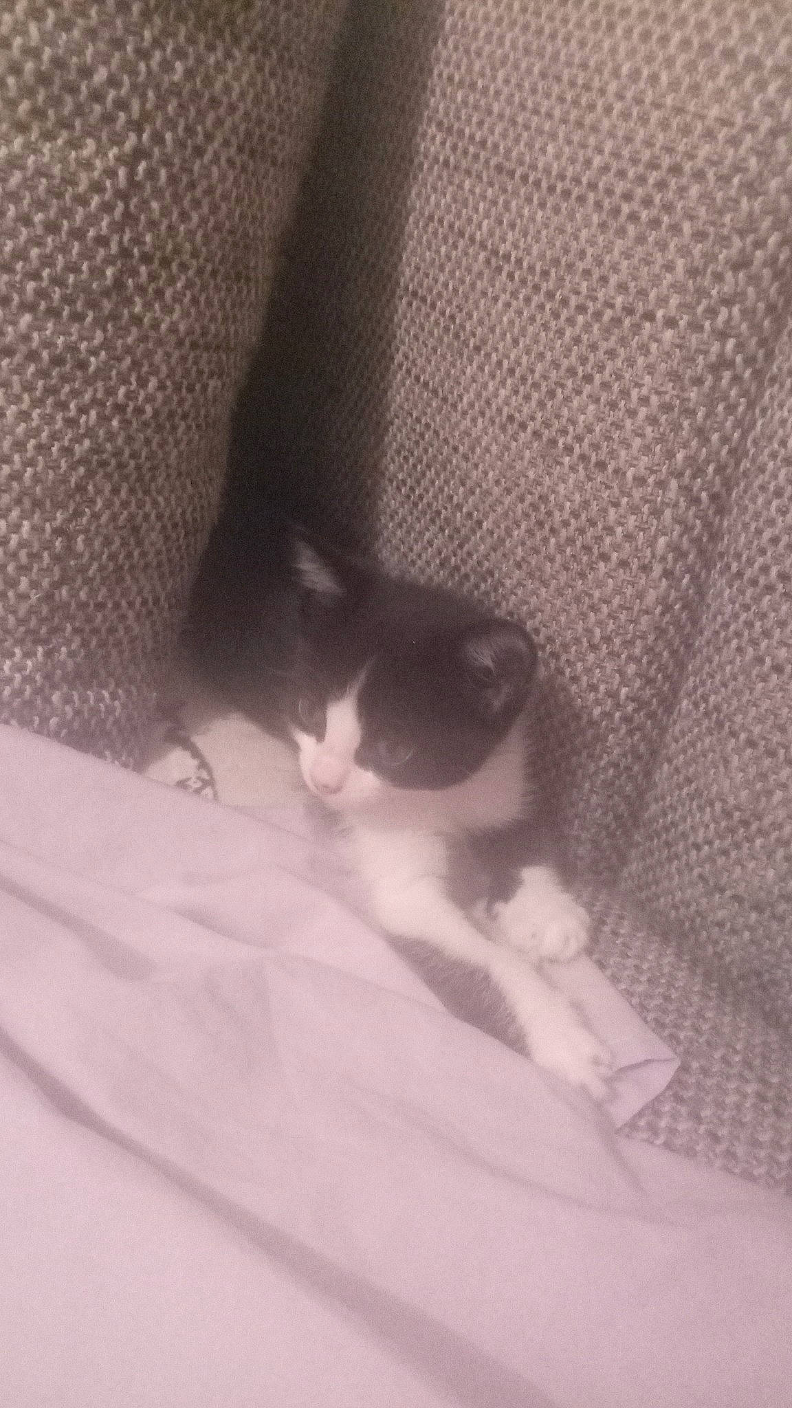 Looping a rejoint le concours — aidez-le/la à gagner de superbes lots ! bedding, carnivore, cat, comfort, darkness, domestic_short_haired_cat, felidae, fur, grey, human_leg, linens, monochrome, monochrome_photography, pattern, room, small_to_medium_sized_cats, tail, textile, tints_and_shades, whiskers