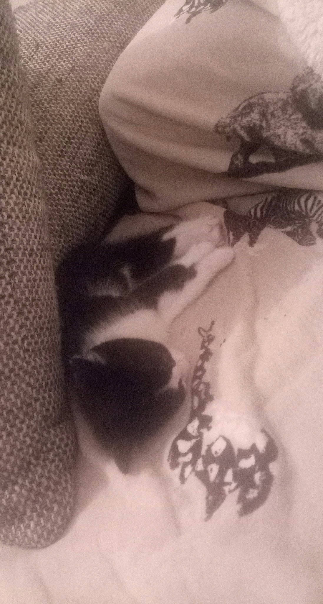 Looping a rejoint le concours — aidez-le/la à gagner de superbes lots ! chest, elbow, finger, font, gesture, grey, human_leg, knee, monochrome, monochrome_photography, pattern, petal, sleeve, tattoo, tattoo_artist, temporary_tattoo, thigh, tints_and_shades, trunk, wrist