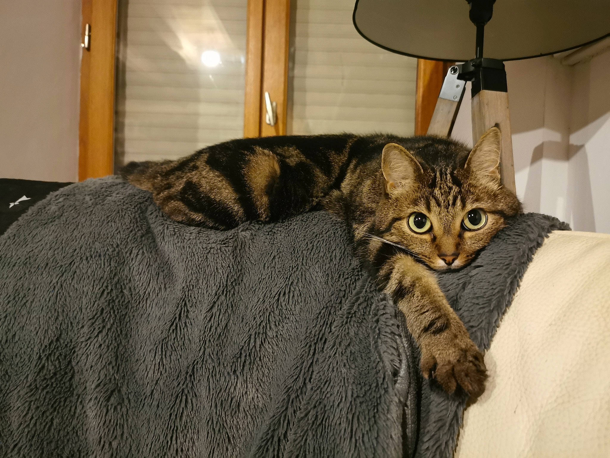 Mimie a rejoint le concours — aidez-le/la à gagner de superbes lots ! bed, carnivore, cat, comfort, domestic_short_haired_cat, fawn, felidae, fur, grey, lamp, light_fixture, linens, room, small_to_medium_sized_cats, snout, tail, terrestrial_animal, whiskers, wildlife, wood